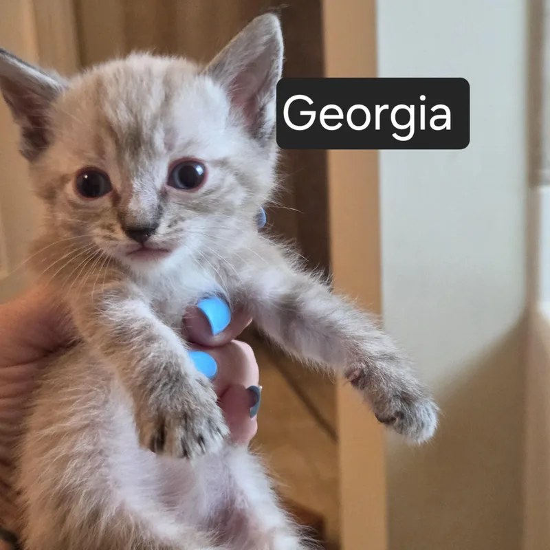 A baby medium-sized female Domestic Short Hair cat named Georgia for adoption in SNOW HILL, NC