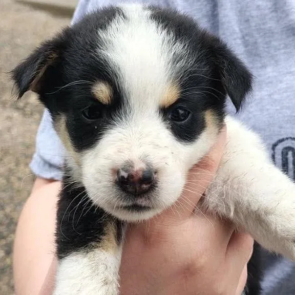 A baby small-sized female White / Cream Mixed Breed dog named Air Fryer for adoption in Buffalo, MN