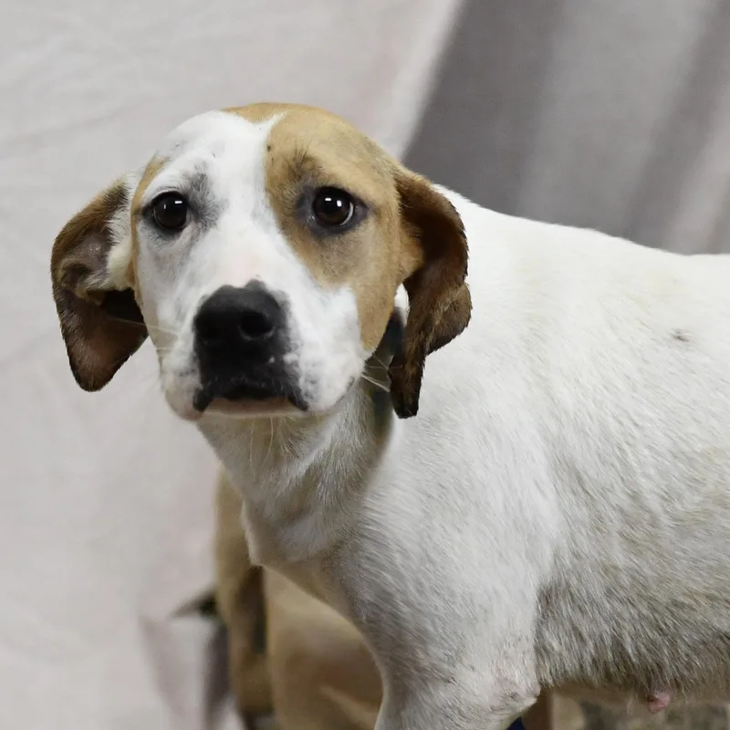 An adult medium-sized female Golden Mixed Breed dog named Jamie for adoption in Defuniak Springs, FL
