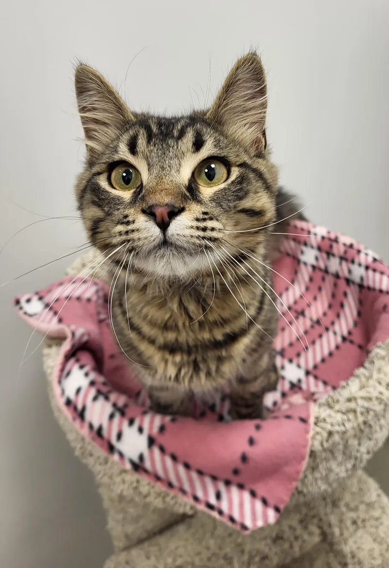 A baby large-sized male Tabby (Brown / Chocolate) Domestic Medium Hair cat named Murphy for adoption in Grayslake, IL