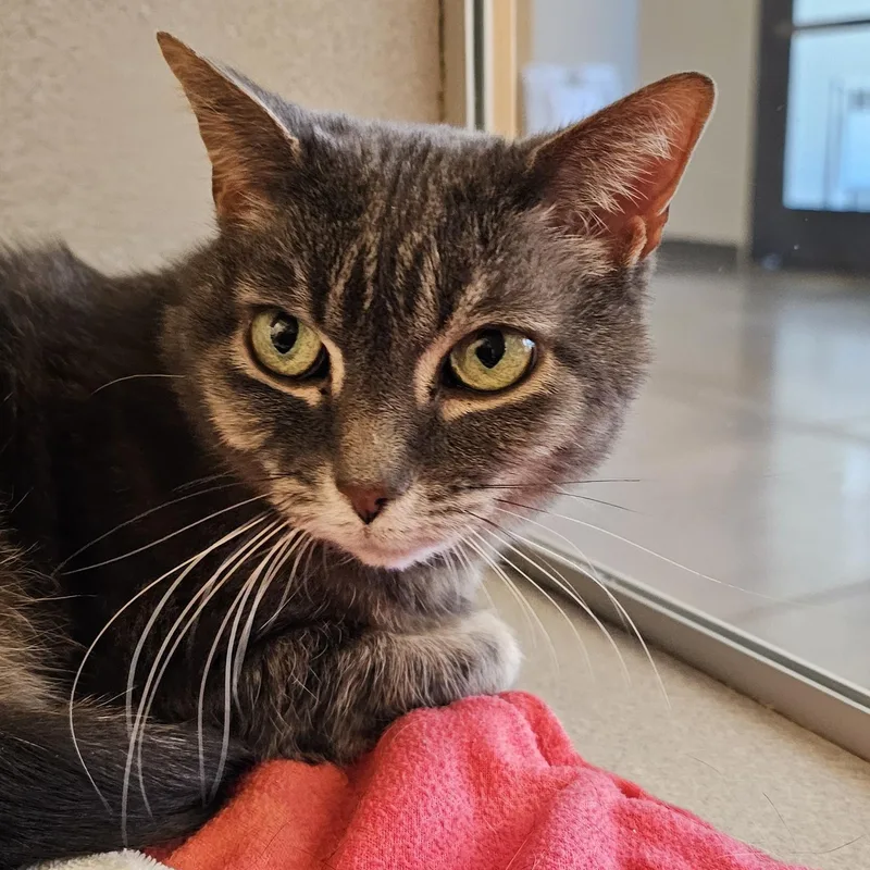 An adult medium-sized female Tabby (Gray / Blue / Silver) Domestic Short Hair cat named Violet for adoption in Cedar Rapids, IA
