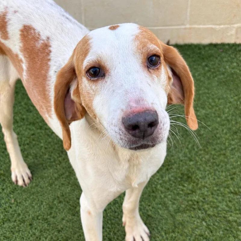 An adult medium-sized male Coonhound dog named Gunner for adoption in LOXAHATCHEE, FL