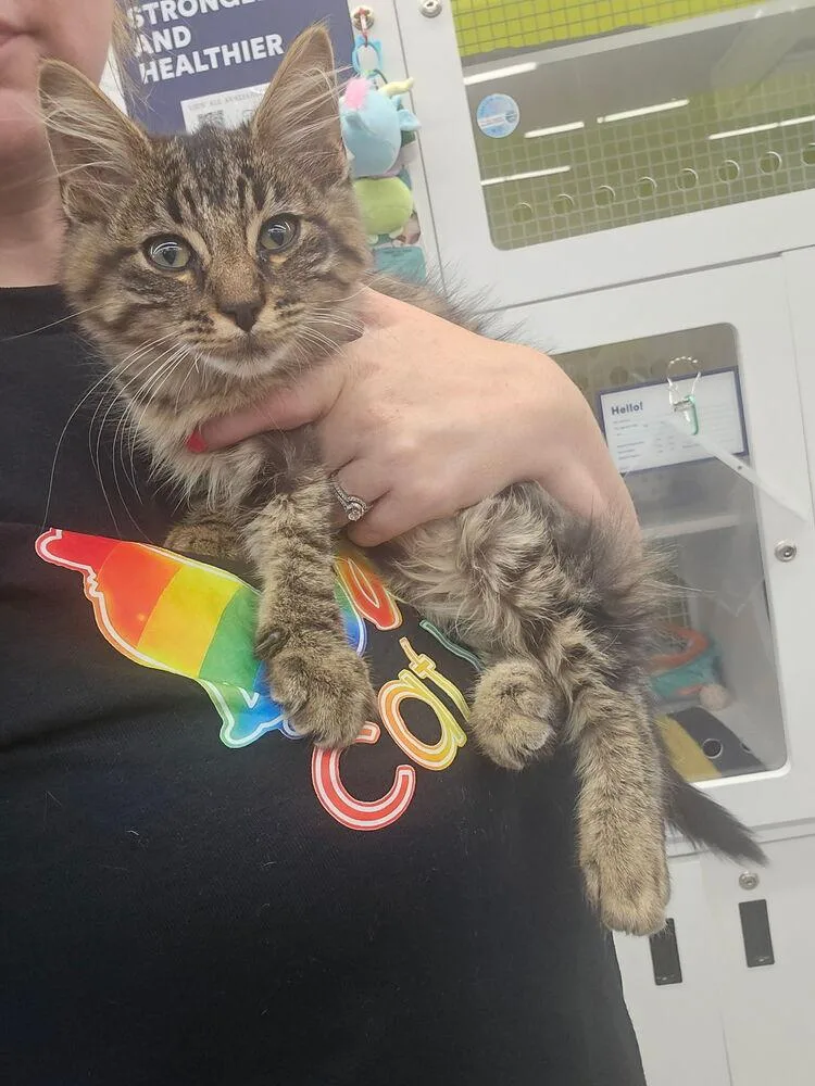 A baby small-sized female Domestic Medium Hair cat named Krayola for adoption in Dallas, TX