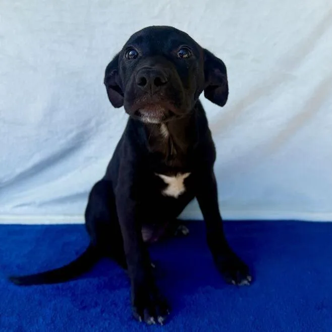 A baby small-sized female Black Labrador Retriever dog named Mash for adoption in Carencro, LA