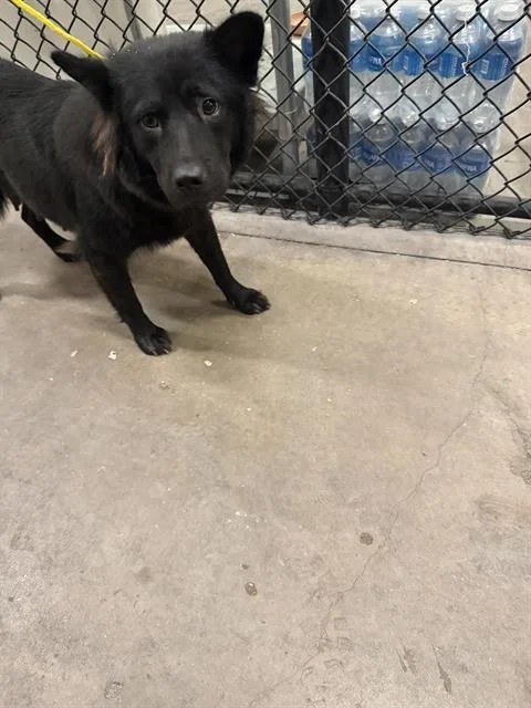 An adult large-sized female Mixed Breed dog named Maya for adoption in Dallas, TX