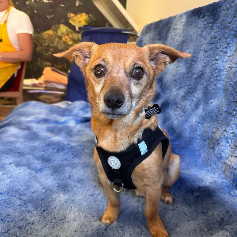 A senior small-sized male Brown / Chocolate Chihuahua dog named Baha Men for adoption in San Francisco, CA