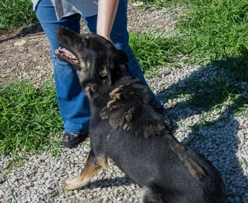 A young medium-sized male Black German Shepherd Dog dog named Knox for adoption in Mayetta, KS