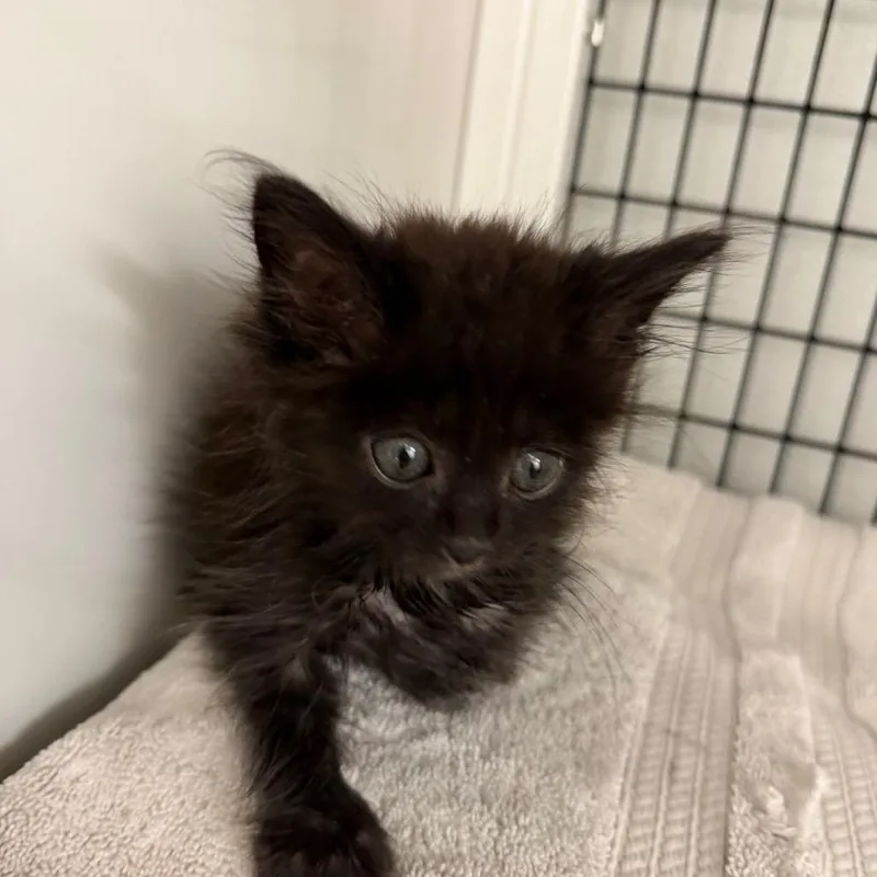 A baby small-sized male Black Domestic Short Hair cat named Jack for adoption in Ruckersville, VA
