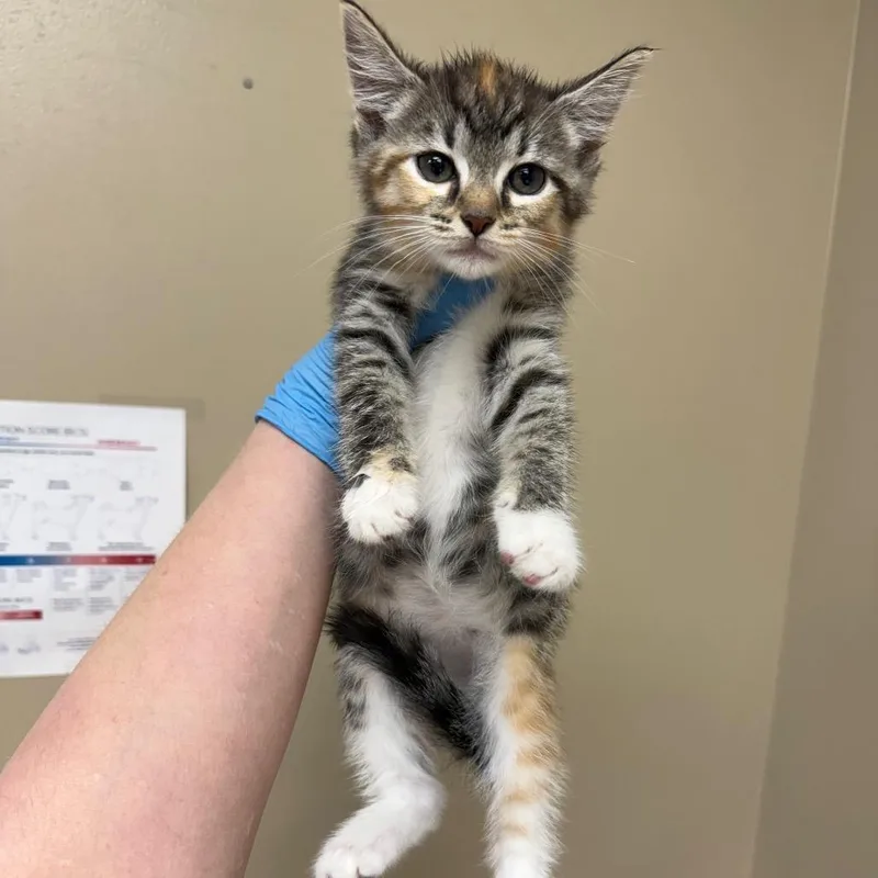 A baby small-sized female Torbie Domestic Short Hair cat named Flora for adoption in Birmingham, AL