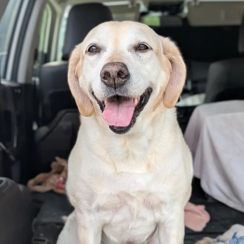 A senior medium-sized female Yellow / Tan / Blond / Fawn Mixed Breed dog named Debi for adoption in Mentor, OH