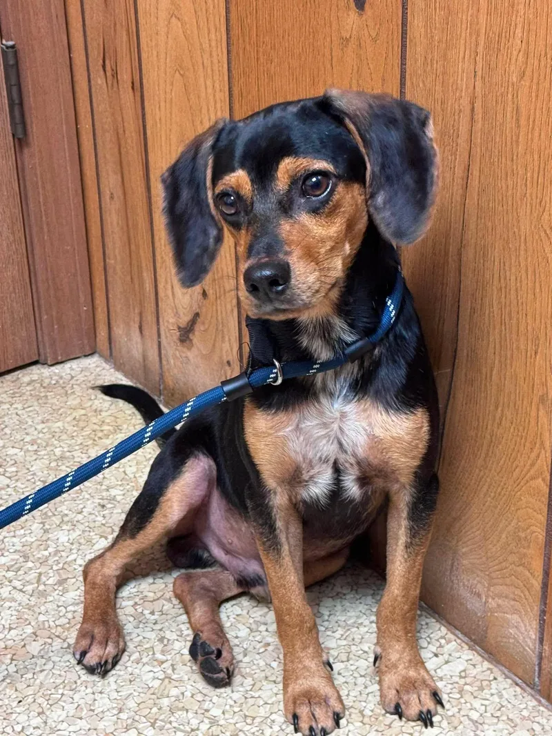 A baby small-sized male Bicolor Beagle dog named Prosciutto for adoption in Kent, WA