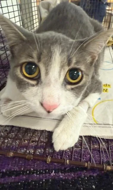 An adult extra large-sized male Domestic Short Hair cat named Plomizo for adoption in San Pedro, CA