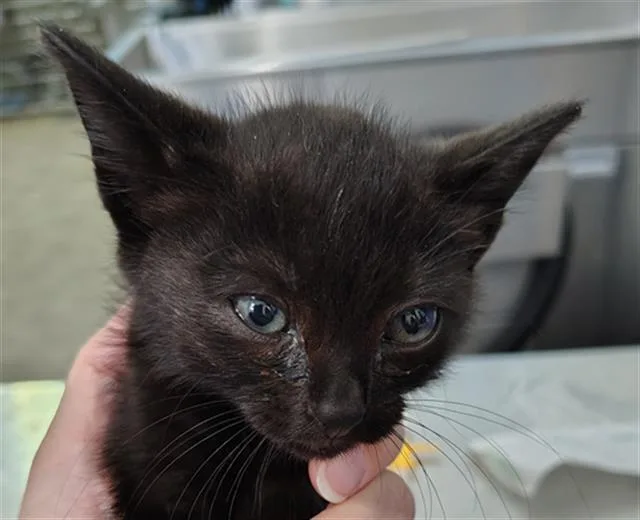 A baby medium-sized male Domestic Short Hair cat named Onyx for adoption in Dallas, TX