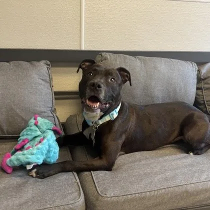 A senior medium-sized female Black Mixed Breed dog named Storm for adoption in Lansing, MI