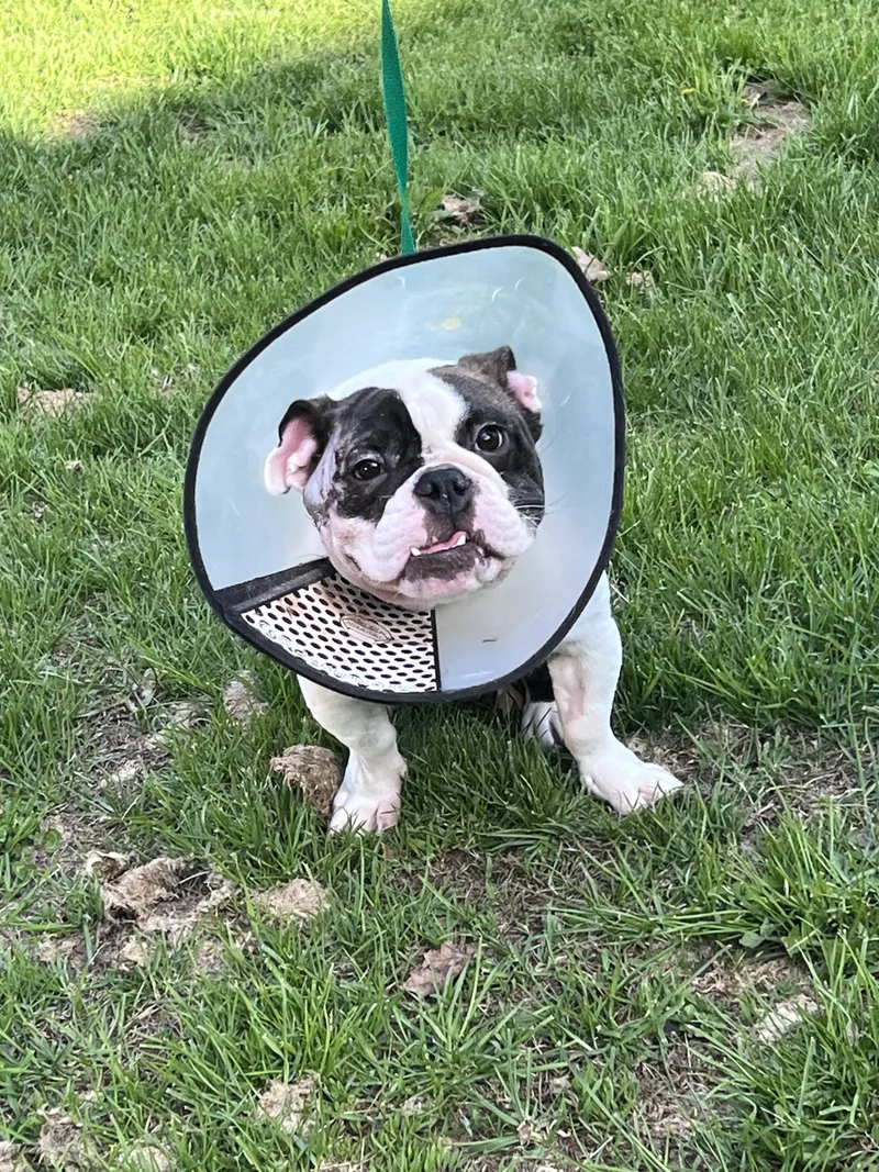 A young small-sized female Bicolor French Bulldog dog named Shakira for adoption in North Freedom, WI