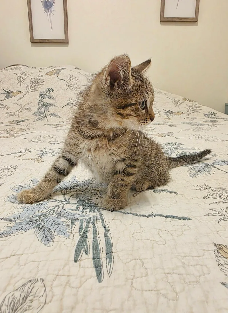 A baby medium-sized male Tabby (Tiger Striped) Domestic Short Hair cat named Bert for adoption in Gainesville, FL
