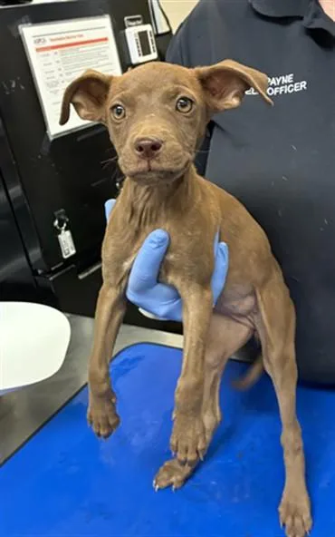 A baby small-sized female Pit Bull Terrier dog named Gardenia for adoption in Phoenix, AZ