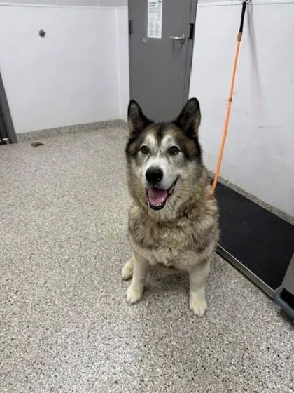 Kodiak