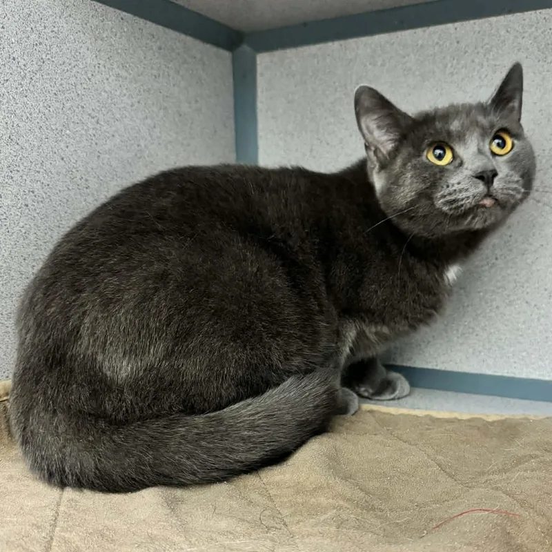 A young medium-sized female Gray / Blue / Silver Domestic Short Hair cat named Carmen for adoption in Waterloo, IA