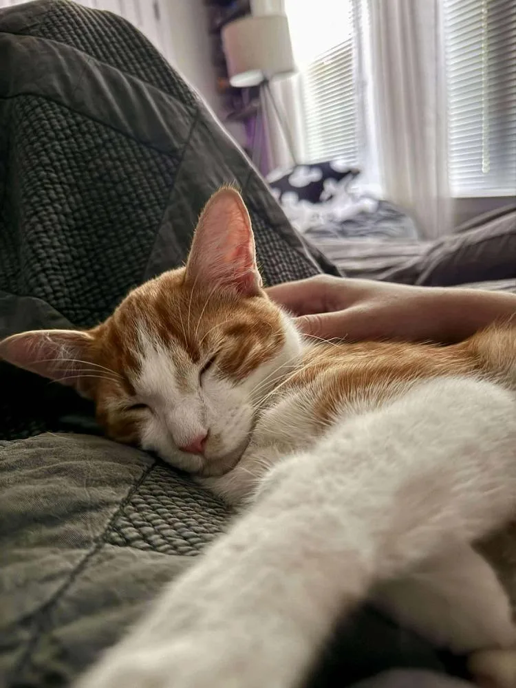 Felix