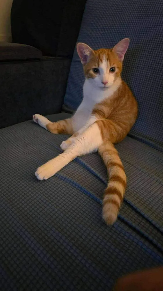 Felix thumbnail 3