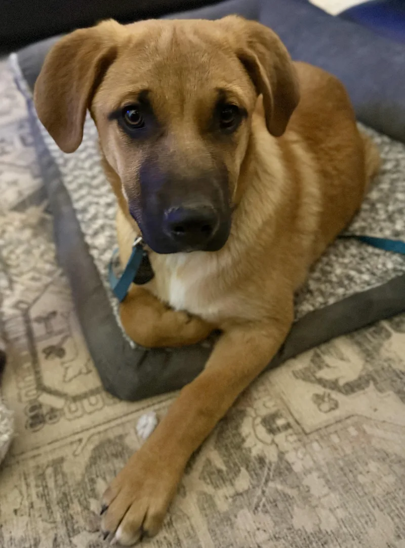 A baby large-sized female Shepherd dog named Ska for adoption in Pagosa Springs, CO