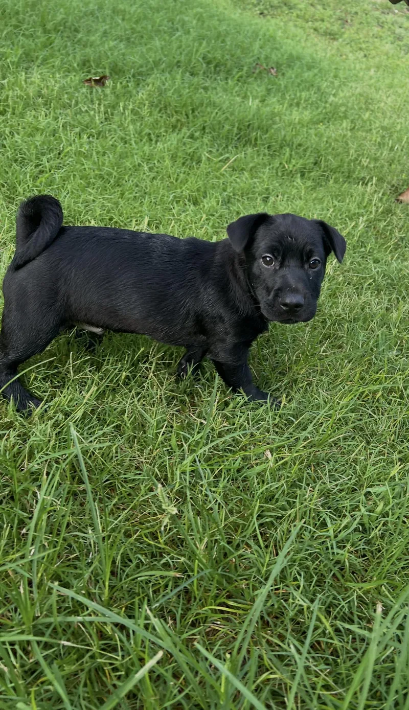 A baby medium-sized male Dachshund dog named Simeon for adoption in St. Louis, MO