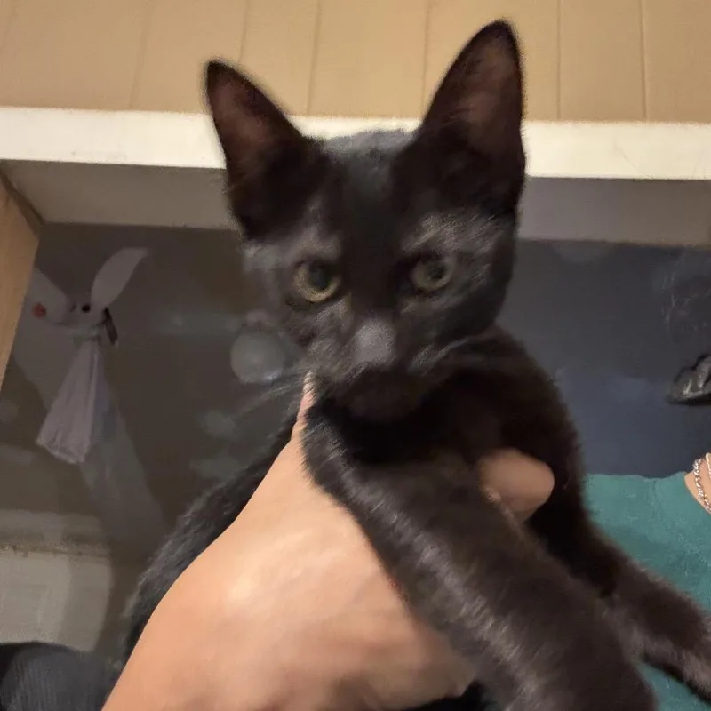 A baby small-sized male Black Domestic Short Hair cat named Mortal for adoption in Baytown, TX