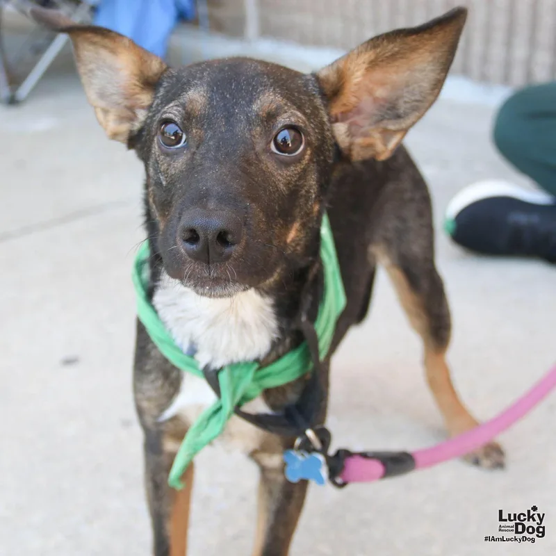 A young medium-sized female Australian Cattle Dog / Blue Heeler dog named Savannah for adoption in Washington, DC