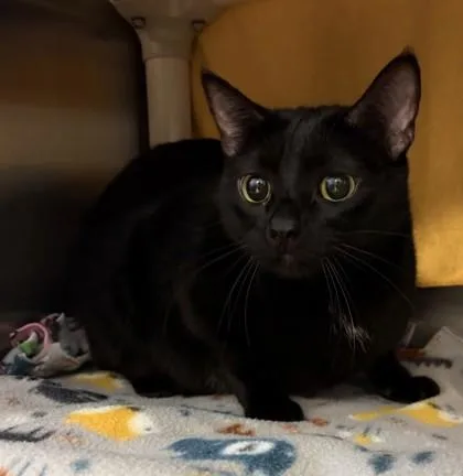 An adult medium-sized female Black Domestic Short Hair cat named Eleanor Shellstrop for adoption in Lansing, MI