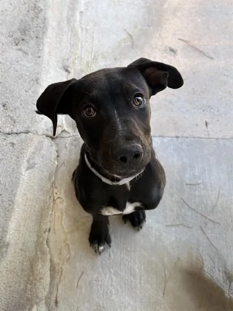 A baby small-sized female Pit Bull Terrier dog named Ube for adoption in Castaic, CA