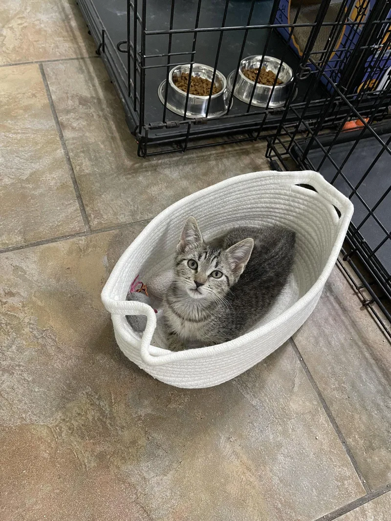 A baby medium-sized female Brown / Chocolate Domestic Short Hair cat named Kermit aka Kermie for adoption in Oviedo, FL