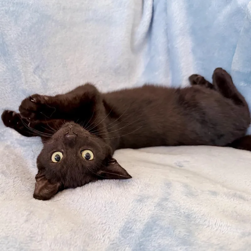 A young medium-sized female Black Domestic Short Hair cat named Marianne for adoption in Sarasota, FL