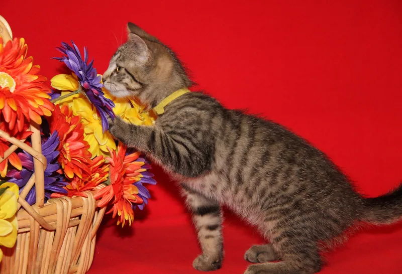 A baby medium-sized male Tabby (Brown / Chocolate) Tabby cat named Finch for adoption in Marietta, OH