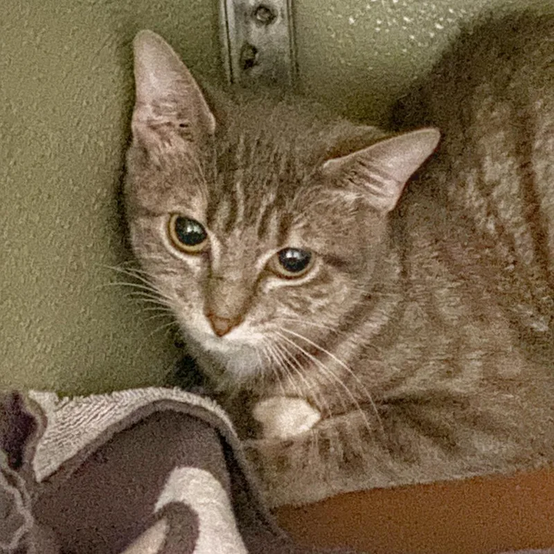 A young small-sized female Gray / Blue / Silver Domestic Short Hair cat named Precious for adoption in Deerfield, IL