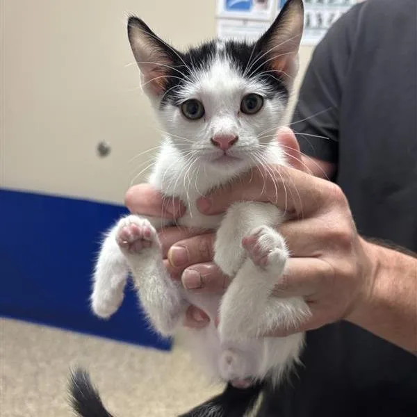 A baby small-sized male White Domestic Short Hair cat named Donovan for adoption in Tempe, AZ