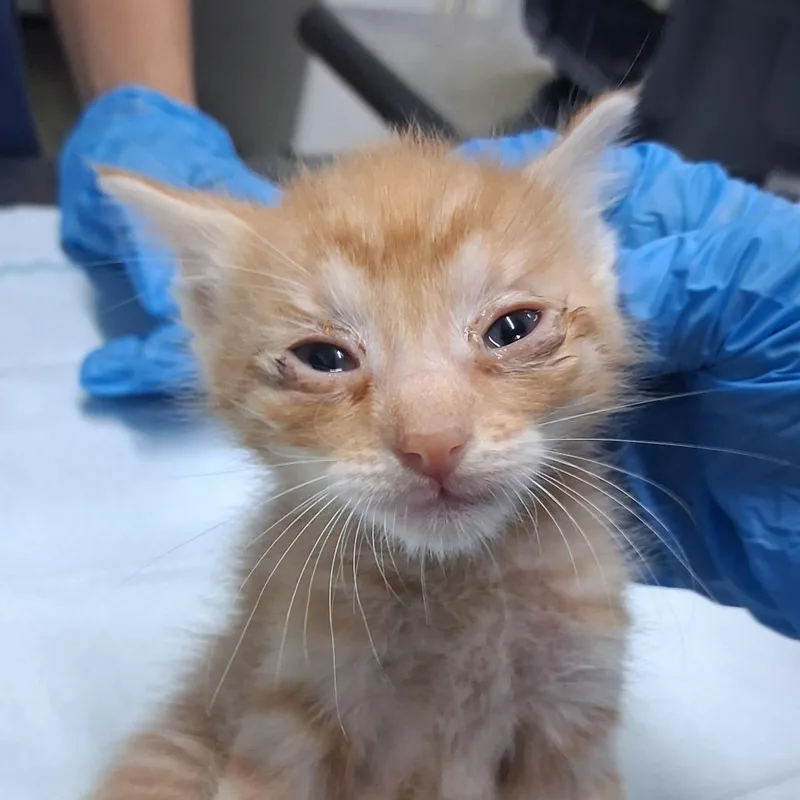 A baby small-sized male Orange / Red Domestic Short Hair cat named Freddie for adoption in Summerville, SC