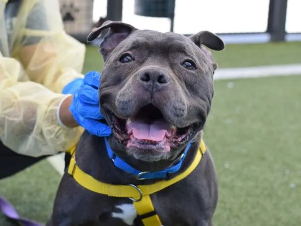 An adult large-sized female Mixed Breed dog named Crystal for adoption in Ridgewood, NY