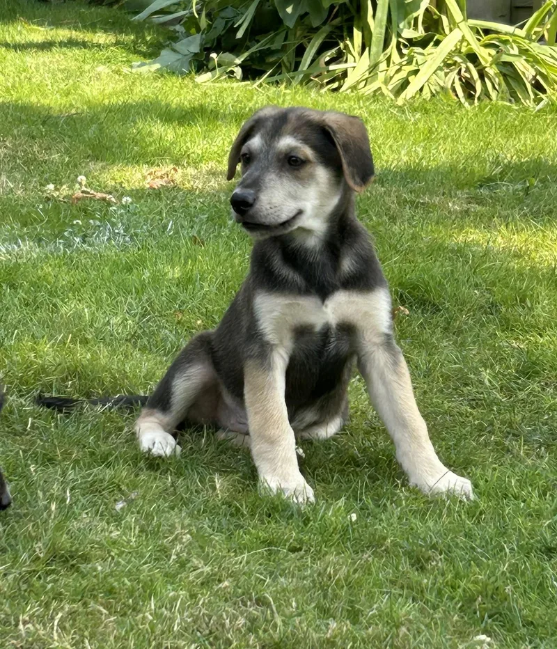 Jake