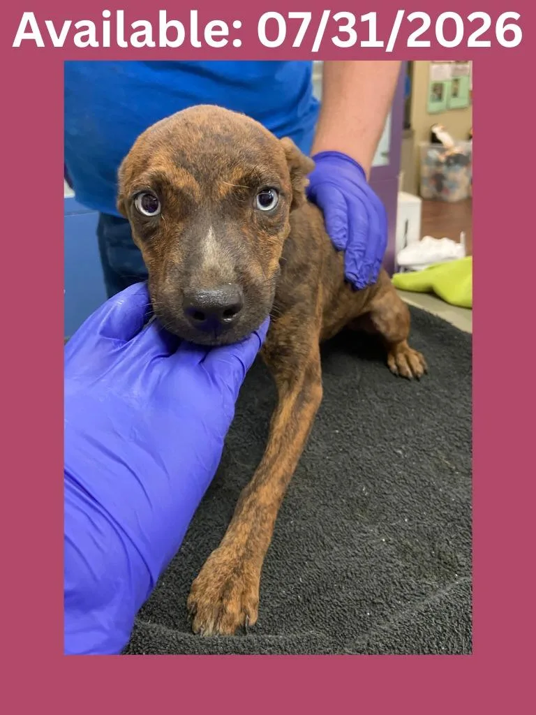 A baby medium-sized female Jack Russell Terrier dog named Dog Kennel for adoption in Greenville, TX