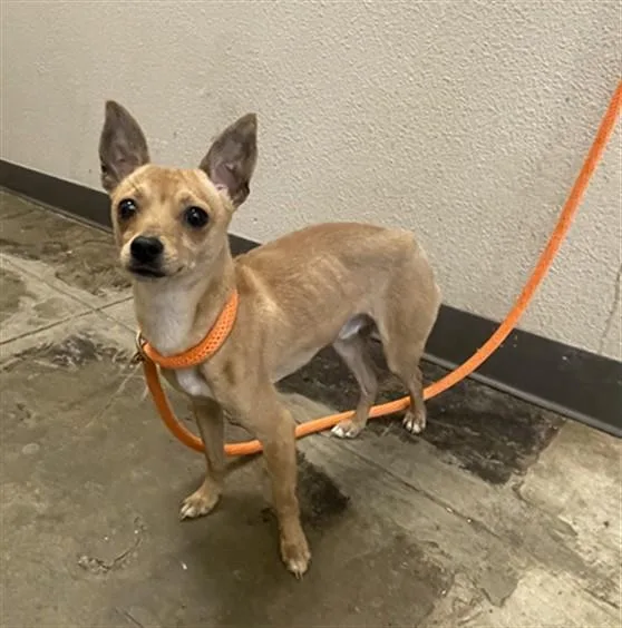 An adult small-sized male Chihuahua dog named Peanut for adoption in Ontario, CA