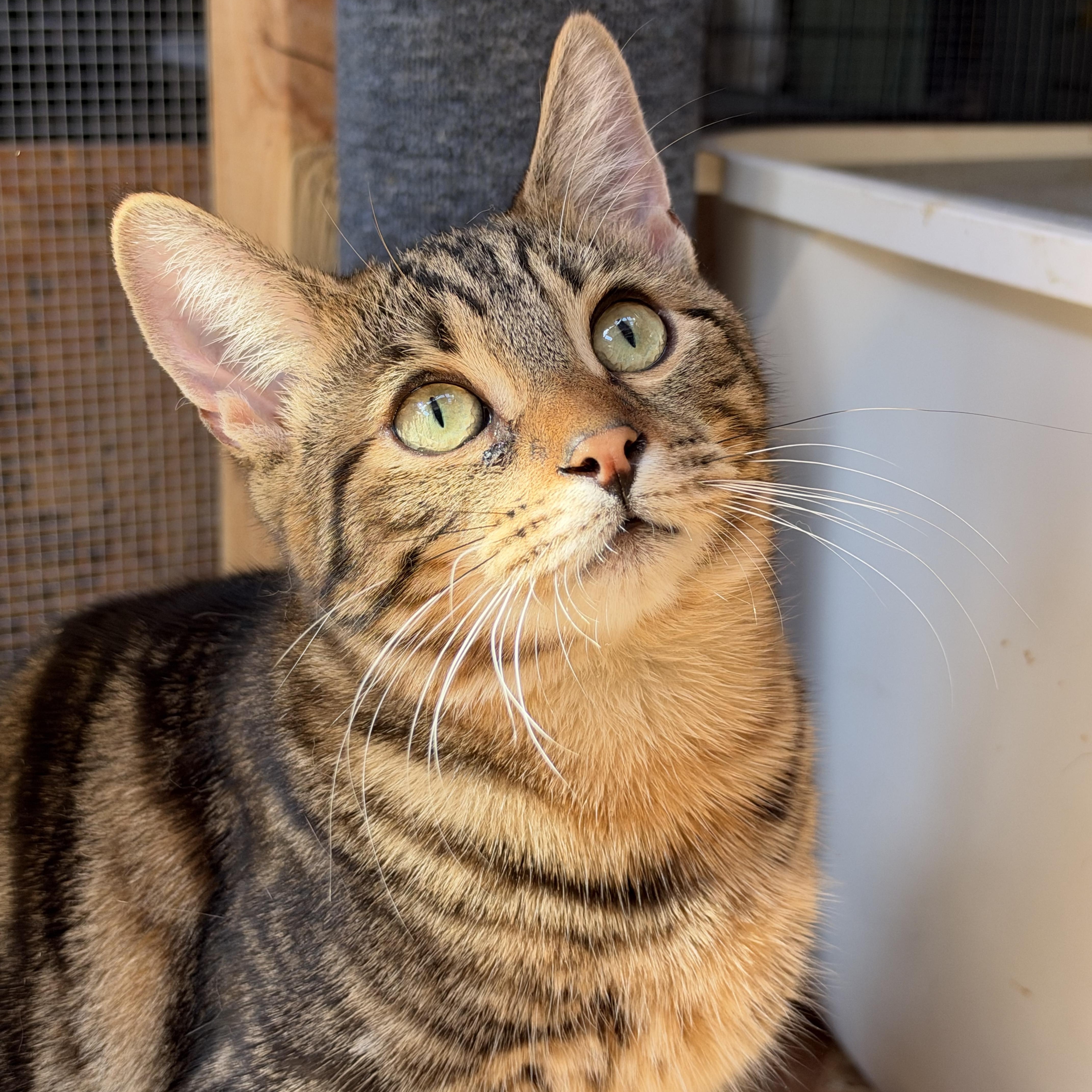 A young medium-sized male Tabby (Brown / Chocolate) Tabby cat named Achilles for adoption in San Jose, CA