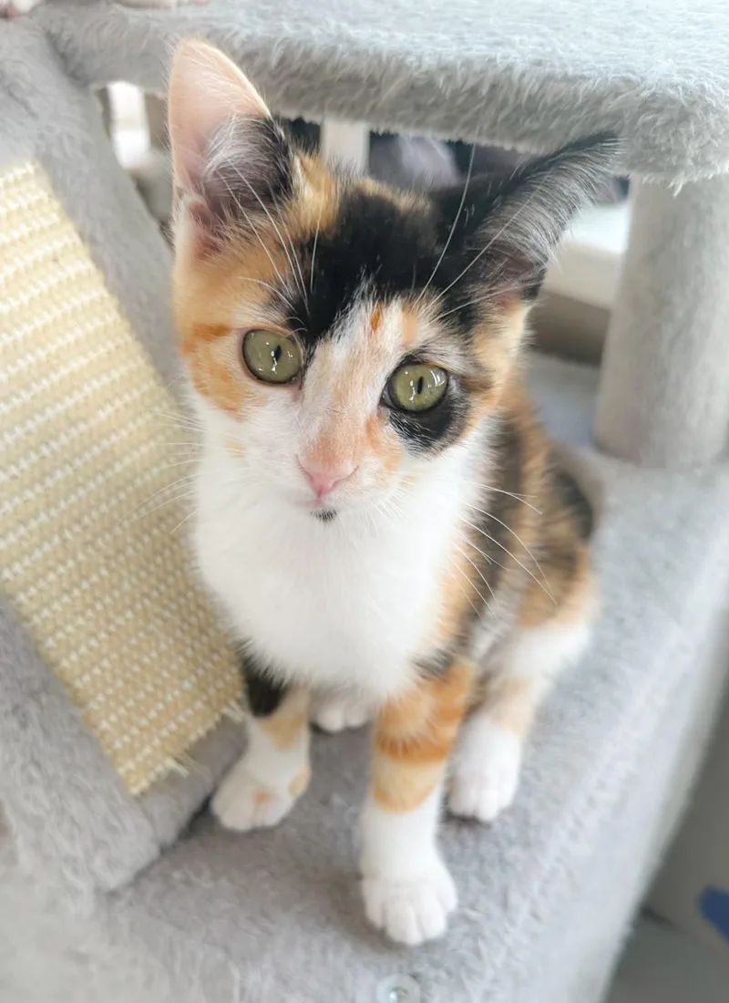 A baby medium-sized female Calico cat named Mitzi for adoption in Oakley, CA