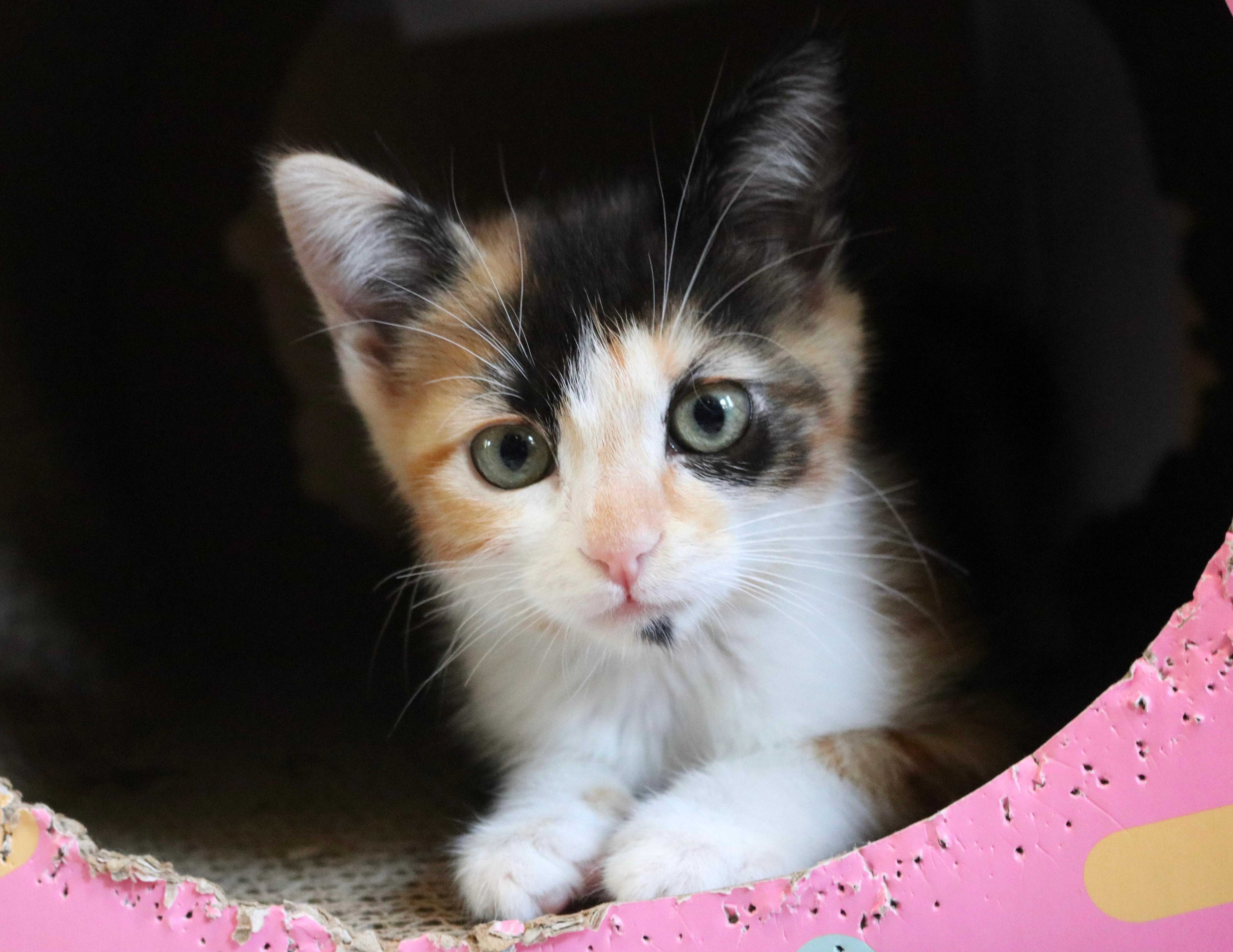 Mitzi thumbnail 2