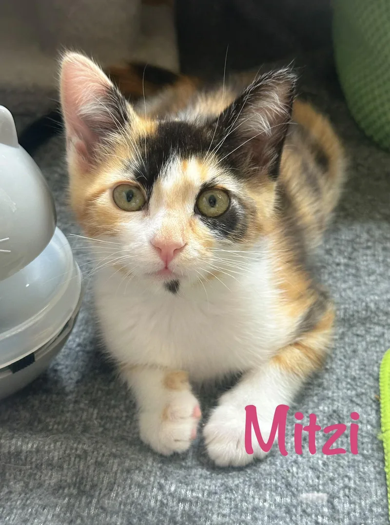 Mitzi thumbnail 3