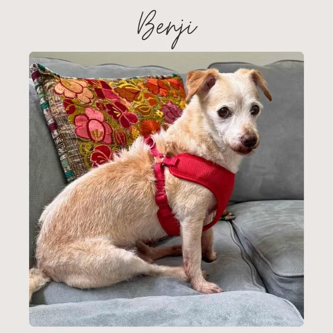 An adult small-sized male Yellow / Tan / Blond / Fawn Mixed Breed dog named Benji for adoption in San Juan Capistrano, CA