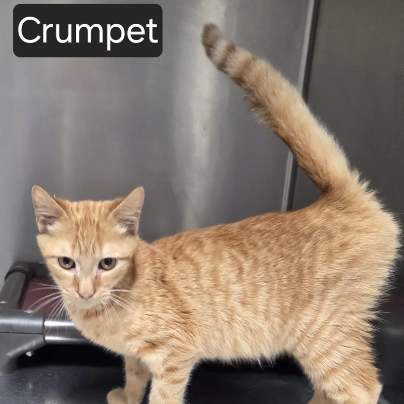 A young medium-sized male Tabby (Orange / Red) Domestic Short Hair cat named Crumpet for adoption in SNOW HILL, NC