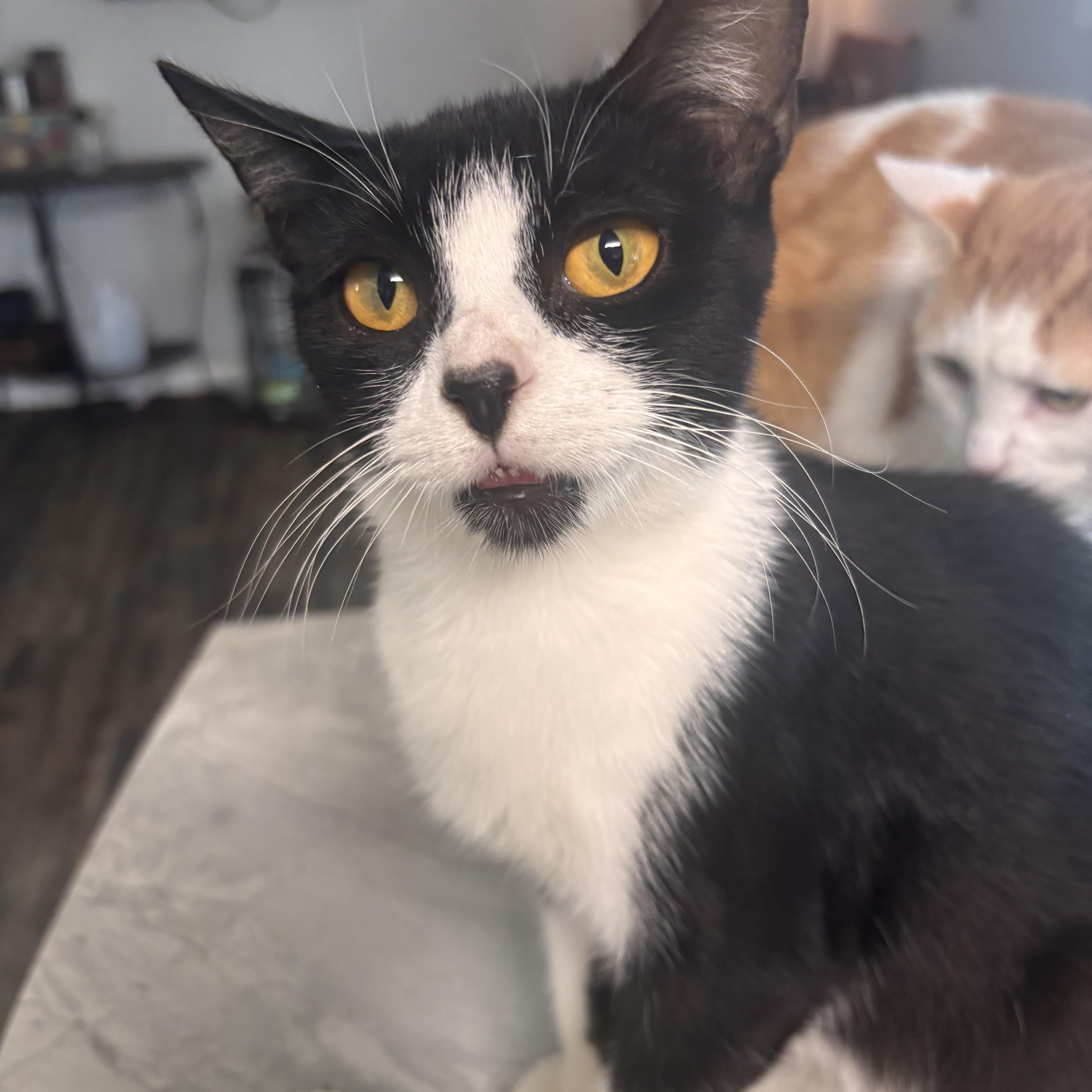 A young medium-sized female Black & White / Tuxedo Domestic Short Hair cat named Dove for adoption in Kirklin, IN