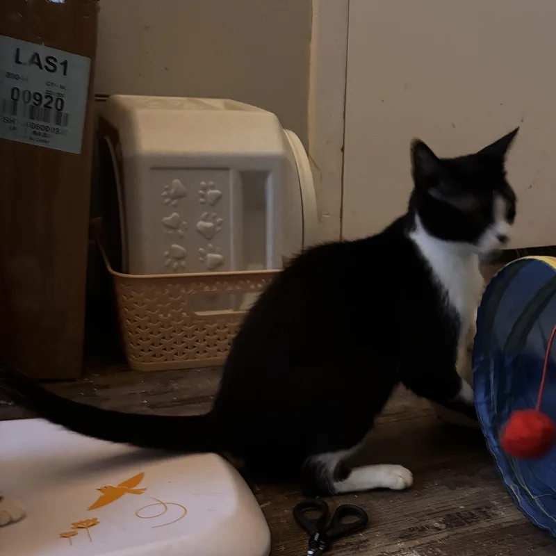 Dove thumbnail 4