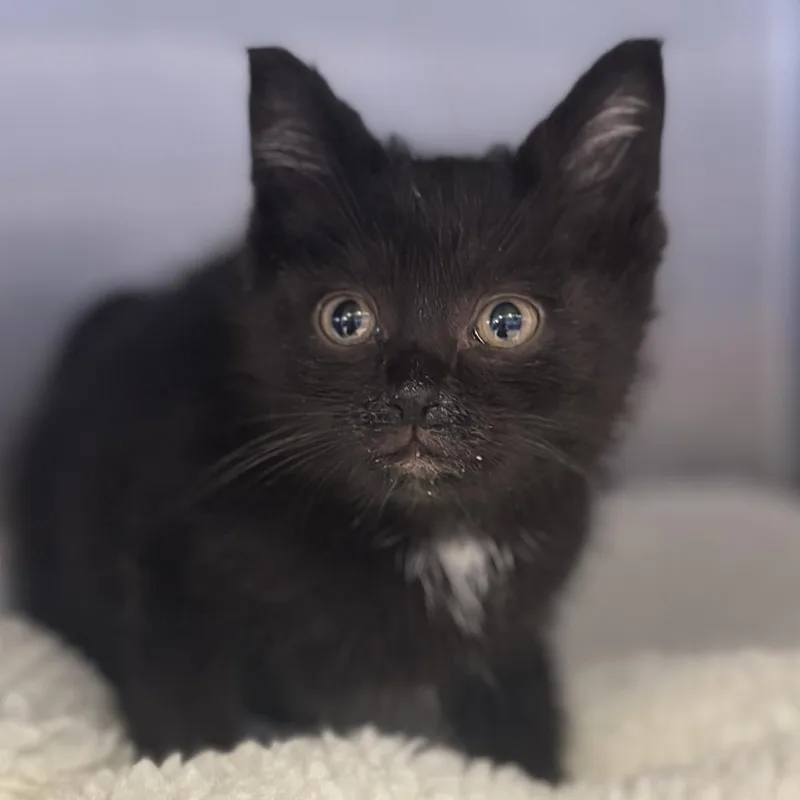 A baby medium-sized male Black Domestic Short Hair cat named Digby for adoption in Columbus, OH